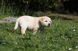 LABRADOR 1072